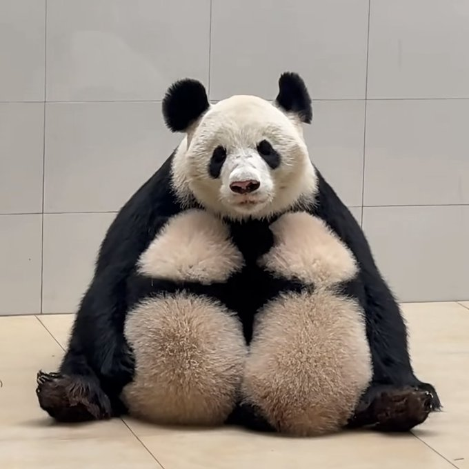 “撞脸”Aster 图标🔥福凤熊猫！原油剑指 $200，Aster 质押系统开启“暴力减排”模式！_aicoin_图1